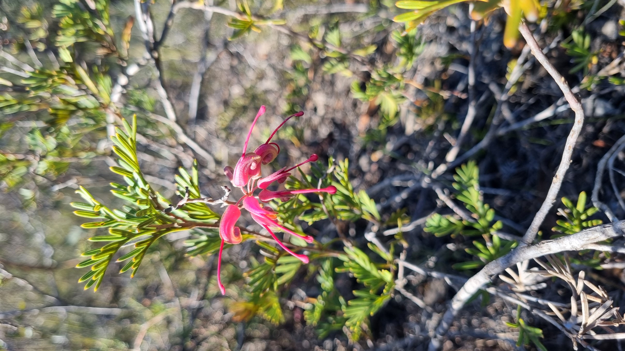 pectinata